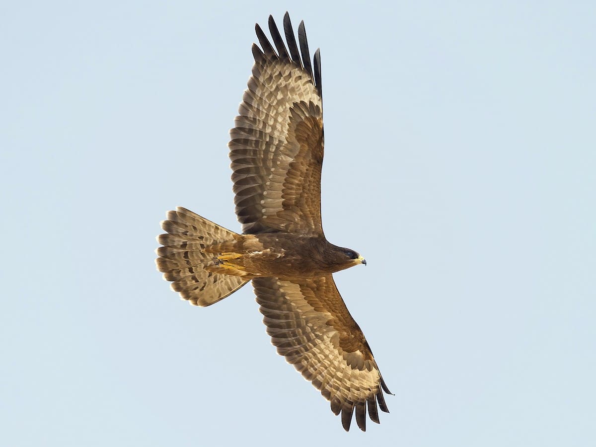 Pernis ptilorhynchus